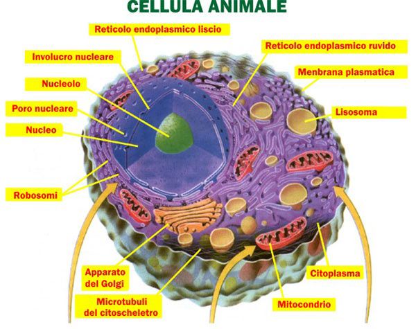 Cellula-Animale-600