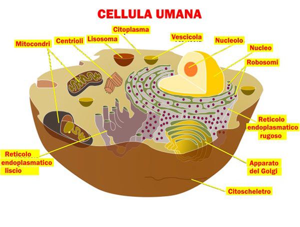 Cellula-Umana-600