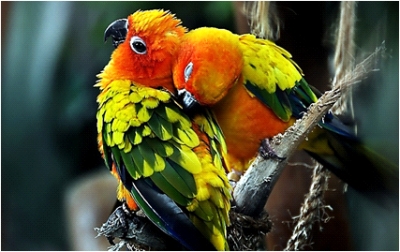 Papagallo