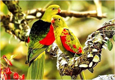 Ucelli